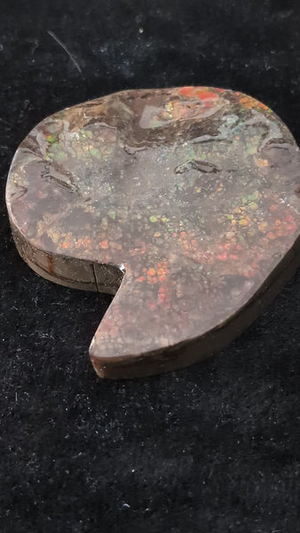 Ammonite Fossil from Alberta Canada Pn E170-L03